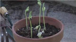 Gardening From Seeds  How to Germinate Plant Seeds [upl. by Femmine]