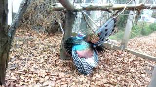 Ocellated Turkey Meleagris ocellata mating dance [upl. by Nnayllehs779]