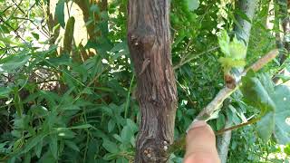 Присаждане ашладисванена лоза черно на зелено grapevine grafting grafting grape 🍇 [upl. by Gnuh]