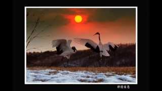 Photo Collection of Red Crowned Crane in Hokkaido [upl. by Hanonew365]