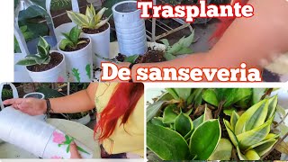 Trasplante de sanseveria [upl. by Yras]