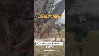 This Lumberjack cut the branches off a massive Maple Tree part 1 shorts [upl. by Fowler]