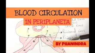 Blood circulatory system in cockroach  NEET [upl. by Latea399]