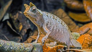 Brown Leaf Chameleon World’s Smallest Reptile [upl. by Awahsoj]