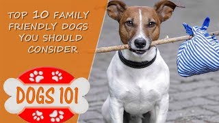 Looking for the BEST family Dog Here are the Top 10 Family friendly dogs to Consider [upl. by Imailiv597]