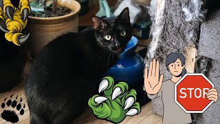 5 Astuces pour un Chat Content et un Canapé Sauvé 😸🛋️ [upl. by Changaris]