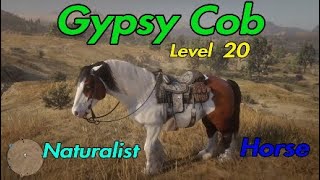 Lvl 20 Naturalist Horse  Gypsy Cob  RDR2 Online [upl. by Anegal]