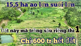 155 ha ôm suối lớn ao bự chà bá giá chỉ 600 triệu  trồng sầu riêng hay trồng càphê đều vip quá rẻ [upl. by Goran]