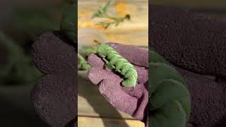 An update on our new temporary pet hornworm tomatohornworm vegetablegardening experiment [upl. by Dibbell]