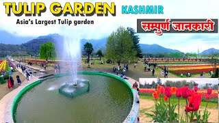 Tulip garden kashmir  Tulip garden information  best tulip garden srinagarTravel To india [upl. by Imalda323]