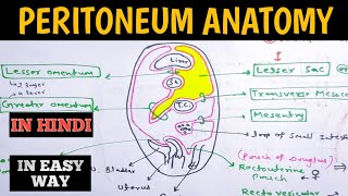 Peritoneum Anatomy  Lesser Sac  Greater Sac  Abdomen anatomy [upl. by Ainsworth]