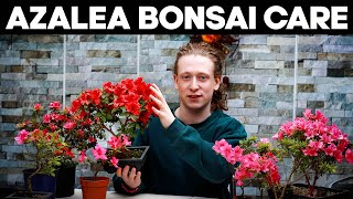 Azalea Bonsai Trees🌸Deadheading Pruning amp Repotting [upl. by Dwinnell]