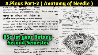 Pinus Part2  Anatomy of Pinus Needle  BSc first year Botany Second Semester [upl. by Hepsibah]