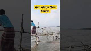 পদ্মা নদীতে ইলিশ ধরার ভিডিও river fishing [upl. by Hungarian]