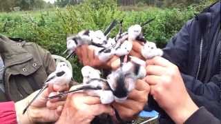 Longed tailedtit Aegithalos caudatus Stjärtmes [upl. by Loring]