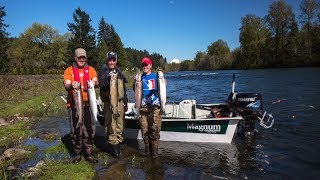 Clackamas River Steelhead [upl. by Koziara]