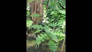 Acanthus spinous plant details [upl. by Flaherty]