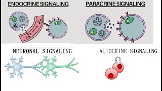 Types of Cell Signaling Paracrine Autocrine Endocrine and Neuronal Signaling [upl. by Lemar]