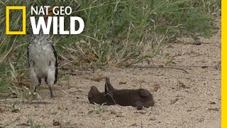 Is this Mongoose Playing Dead or Just Playing  Nat Geo Wild [upl. by Jaala]