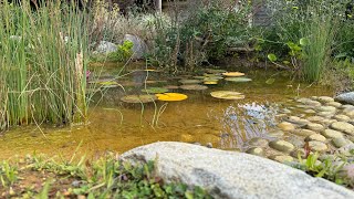 Pollinators everywhere A Pond amp Planting job revisit [upl. by Aehsa]