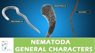 Nematoda General Characters [upl. by Templia]