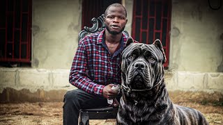 Things To Know Before Buying A CANE CORSO [upl. by Trimble]