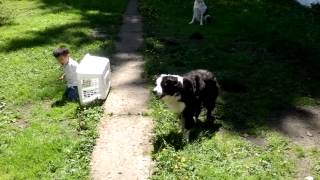 Border Collie Herding Toddler [upl. by Adelheid356]