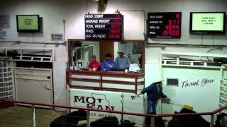 2010 World Livestock Auctioneer champion Kyle Shobemp4 [upl. by Aronoh546]