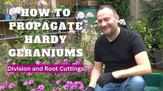 How to Propagate Hardy Geraniums by Division and Root Cuttings  How to Take Cuttings of Geraniums [upl. by Onurb]