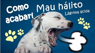 MAU HÁLITO  FEDIDO  Escovação dos dentes do cachorro  Lágrima ácida petcarol torodepalpite [upl. by Noremak]