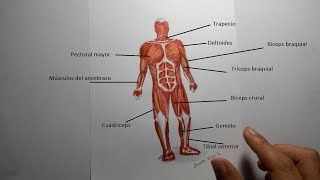 Cómo dibujar el Sistema Muscular humano  Aparato locomotor [upl. by Ahsenet]