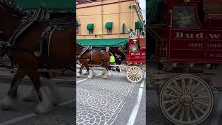 Budweiser Clydesdales back in Conshohocken Pennsylvania 2023 [upl. by Abramo]