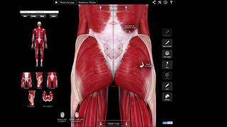 Gluteus maximus  grote bilspier [upl. by Viens]