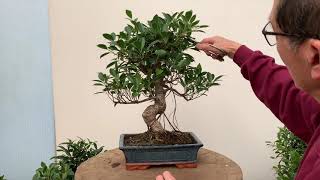 Ficus Bonsai Care and Pruning [upl. by Aissak]