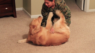 Adorable Golden Retriever Welcomes Marine Home [upl. by Evol]