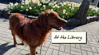 Walking Around the Library [upl. by Cowey376]