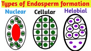 Endosperm Formation  Types of Endosperm Class 12 [upl. by Joao513]