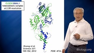 Joseph Takahashi UT SouthwesternHHMI Part 3 Circadian Clocks Molecular Basis of a Clock [upl. by Llezo]