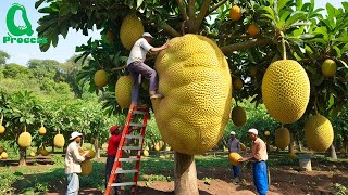 Amazing Thai Jackfruit Farm Harvests  How Thailand Grows and Prepares Street Food [upl. by Philana120]