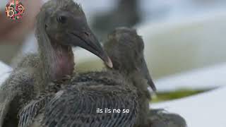 LIbis chauve  Un oiseau fascinant en quête de survie Geronticus Eremita [upl. by Shurlock871]