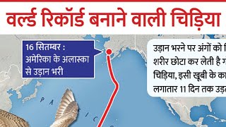 बिना रुके 13560 KM उड़ा पक्षी11 दिन में पूरा किया सफर बारटेल्ड गॉडविट ने बनाया वर्ल्ड रिकॉर्ड [upl. by Masuh853]