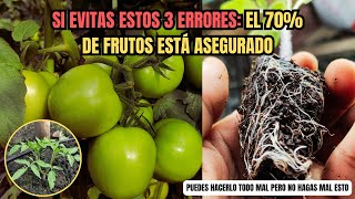 En el Cultivo De Tomates Te puedes equivocar en todo Pero NUNCA te puedes equivocar en ESTO [upl. by Anahsek]