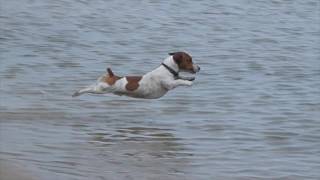 Jack Russell Racing Dive [upl. by Kilk]