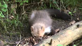 Steinmarder Teil 2  Stone Marten Part 2 [upl. by Lyontine]