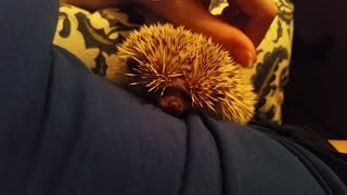 Hedgehog Grumpy Sounds [upl. by Zingg44]