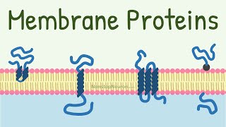 Membrane Proteins  DONT MISS the FUNCTIONS at 418 [upl. by Annawyt]