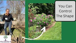 How to Prune Rosa Rugosa Quickly [upl. by Casia189]