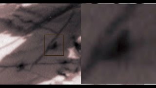 WATCH Tiny Humanoid or insect spotted walking on surface of Mars [upl. by Nnayecats]