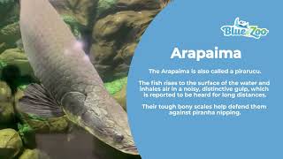 Learn About Arapaima  River Monsters [upl. by Adnamma]