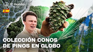 Recogida aérea de piñones y degustación de ranas silvestres El mundo al revés [upl. by Oravla476]